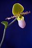 Paph grown in S/H-paph_pin-jpg
