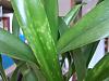 Yellow and see-through spots on oncidium and bratonia leaves-leafspots3-jpg