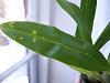 Yellow and see-through spots on oncidium and bratonia leaves-leafspots7-jpg