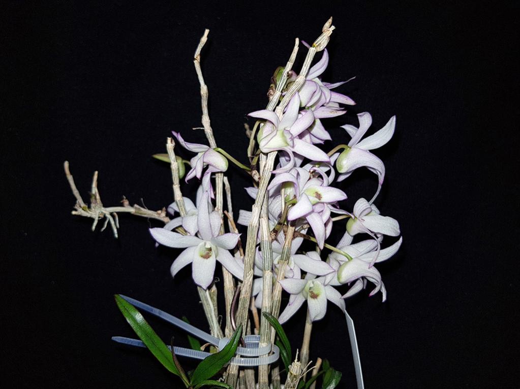 Dendrobium moniliforme 'Kicchou &#21513;&#20806;'-kitchou-1-jpg