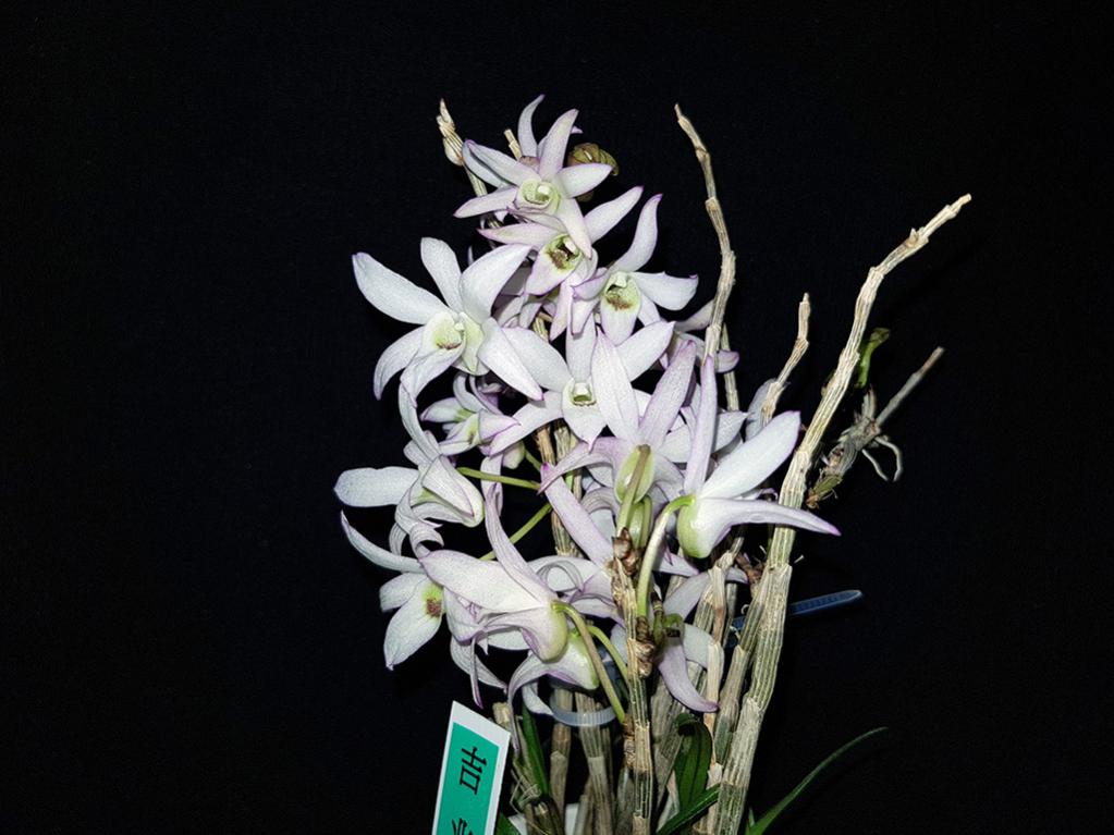 Dendrobium moniliforme 'Kicchou &#21513;&#20806;'-kitchou2-jpg