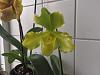 Lippewunder (and a nameless yellow-green hybrid)-baronesse-caractere-jpg