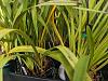 Cymbidiums with yellow leaves-mvimg_20180317_123523-jpg