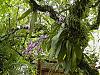 Pals grown on a tree trunk.-12566d1210156229t-phals-grow-wild-phal3-jpg
