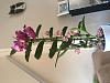 Tips to rescue an orchid?-image-jpg