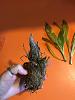 Clowesia seedling-img_1262-jpg