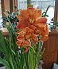 It followed me home from the show, can I keep it?-cymbidium-2018-jpg