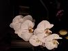 Some orchid blooms-15249750941341148885333-jpg
