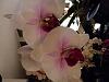 Some orchid blooms-1524975155809172999274-jpg