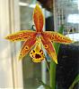 BLC Rustic Spots-hoku-gem-jpg