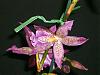 Beallara orchid-s5001491-jpg