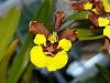 Onc. croesus and longipes-onc-croesus-longipes-2-jpg