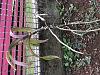 Orchid ID; and are they salvageable?-img_3978-jpg