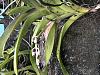 Orchid ID; and are they salvageable?-img_3984-jpg
