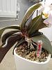 Should I repot my orchid?-2-jpg