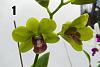 Orchid ID-1527914059518-jpg