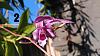 Orchid ID-1527913816983-jpg