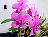 Orchid ID-1527913910010-jpg