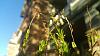 Appendicula Elegans blooming-17786a71-a744-4bcb-a0b2-77b73c731700-jpg
