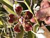 Orchid ID; and are they salvageable?-img_3995-jpg