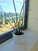 My new Maxillaria tenuifolia-362b21b3-b7ff-4825-a964-c3d00067a0f7-jpg