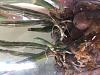Dendrobium kingianum question-ff08a811-f2d1-44bc-868b-0780bb7feabb-jpg