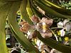 Orchid ID; and are they salvageable?-img_4051-jpg