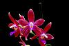 Phalaenopsis tetraspis x Crimson Cherub-orchids-phalaenopsis-tetraspis-crimson-cherub-jpg