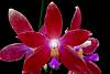 Phalaenopsis tetraspis x Crimson Cherub-orchids-phalaenopsis-tetraspis-crimson-cherub-001-jpg