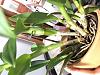 Need help with Dendrobium watering-image-jpg