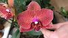 Phalaenopsis ID-67674b4c-f043-42b9-bb5c-6f9fcea6cca4-jpg
