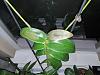 Dendrobium Phalaenopsis: Brown Rot or Sun Damage?-img_20180731_060328-jpg