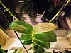 Dendrobium Phalaenopsis: Brown Rot or Sun Damage?-img_20180731_060402-jpg
