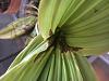 Lycaste leaves rotting-0fca02cf-a3a8-47db-b0fd-faae60e90664-jpg