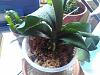 Help - orchid after root rot-img_20180805_133132-jpg