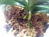 Help - orchid after root rot-img_20180805_133136-jpg