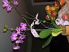 Help! What kind of orchid was I gifted? I'm killing it...-0805182030-jpg