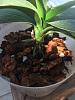 How can I revive this Phalaenopsis?-img_1993-jpg