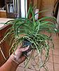 Neostylis Darwinara Charm Blue Star-9c108f2d-4477-4798-8391-63f1c1443eba-jpg