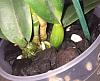 New cattleya with multiple issues-ctt6-jpg