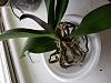 Mold problem with new media after repotting-20180929_174851-1-jpg