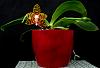 Phalaenopsis Yaphon Twisted Roll-orchids-phalaenopsis-yaphon-twisted-roll-jpg