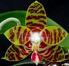 Phalaenopsis Yaphon Twisted Roll-orchids-phalaenopsis-yaphon-twisted-roll-001-jpg