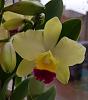 Very first Cattleya-smartselect_20181014-144025_gallery-jpg