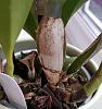 Very first Cattleya-smartselect_20181014-144036_gallery-jpg