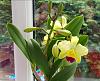 Very first Cattleya-smartselect_20181014-150219_gallery-jpg