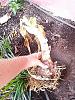 The biggest  bulb I ever bought-crinum_powellii_alba_20181014_seca-jpg