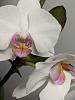 Orchids and me-orchidfront-jpg