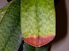 Paph. Leaf Tip Die-Back-fungus-002-jpg