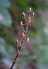 ID Colombia Orchid 4-dsc04347_filtered-jpg